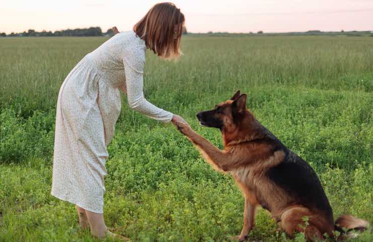 cani educazione principianti 