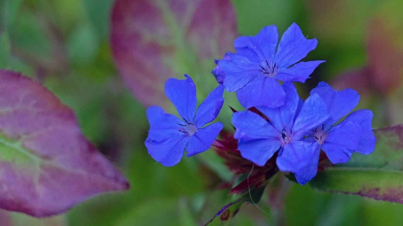 Ceratostigma fiori blu