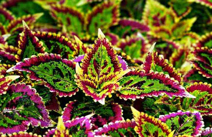 Coleus talea colori