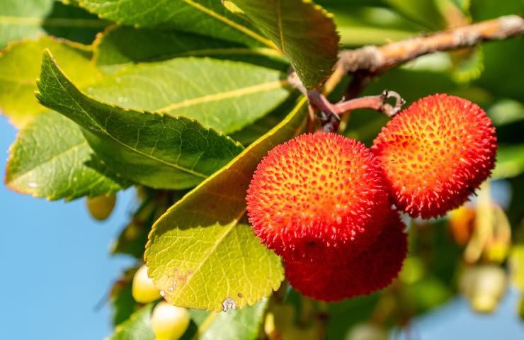 frutto corbezzolo cura