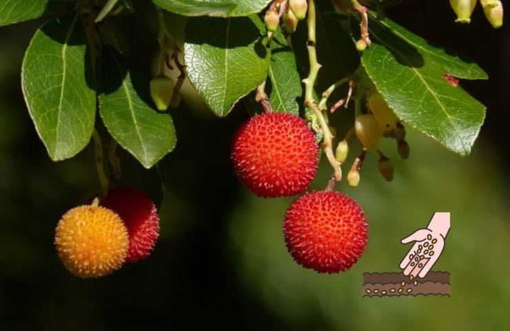 corbezzolo semina tempi