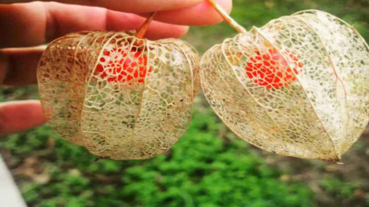 laterne cinesi frutti tropicali