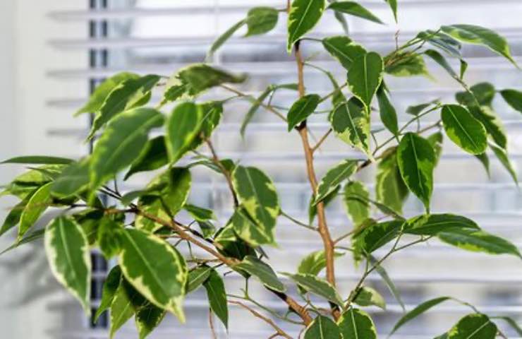 ficus pianta foglie 