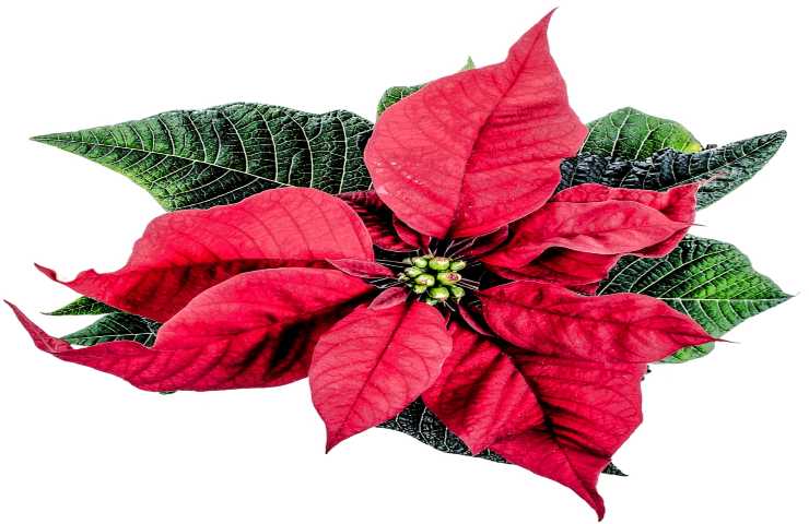 tutto quello che devi sapere sulla coltivazione della stella di natale