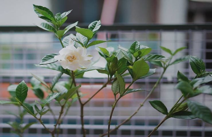 gardenia suo significato pochi conoscono bellissimo