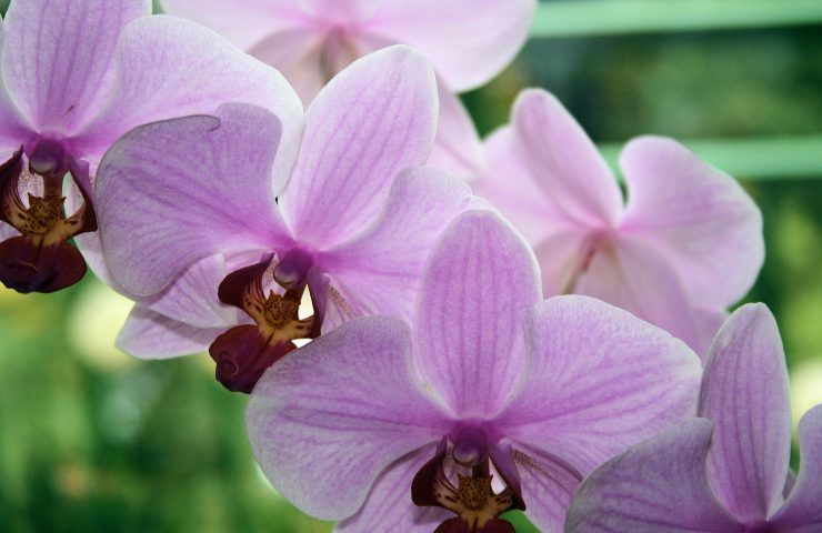 Orchidea rosa phalaenopsis