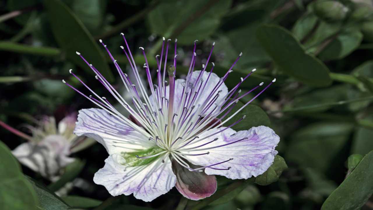 fiore cappero natura