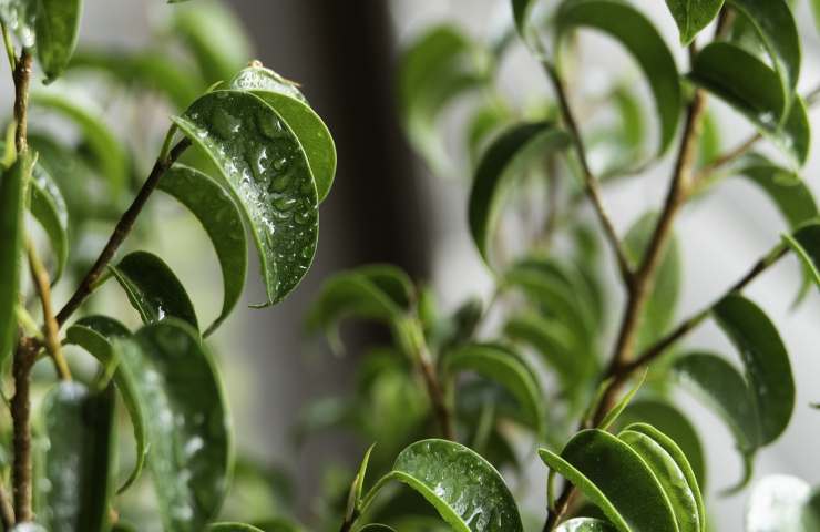 ficus bonsai consigli utili