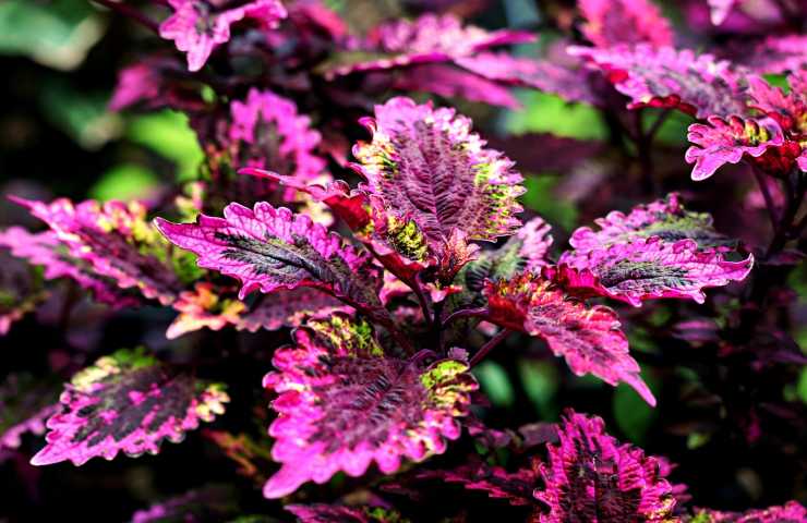 Coleus talea rosa 