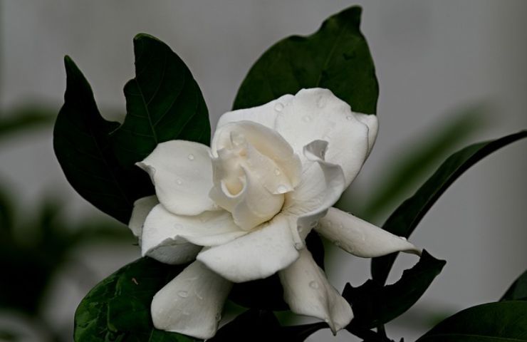 gardenia suo significato pochi conoscono bellissimo
