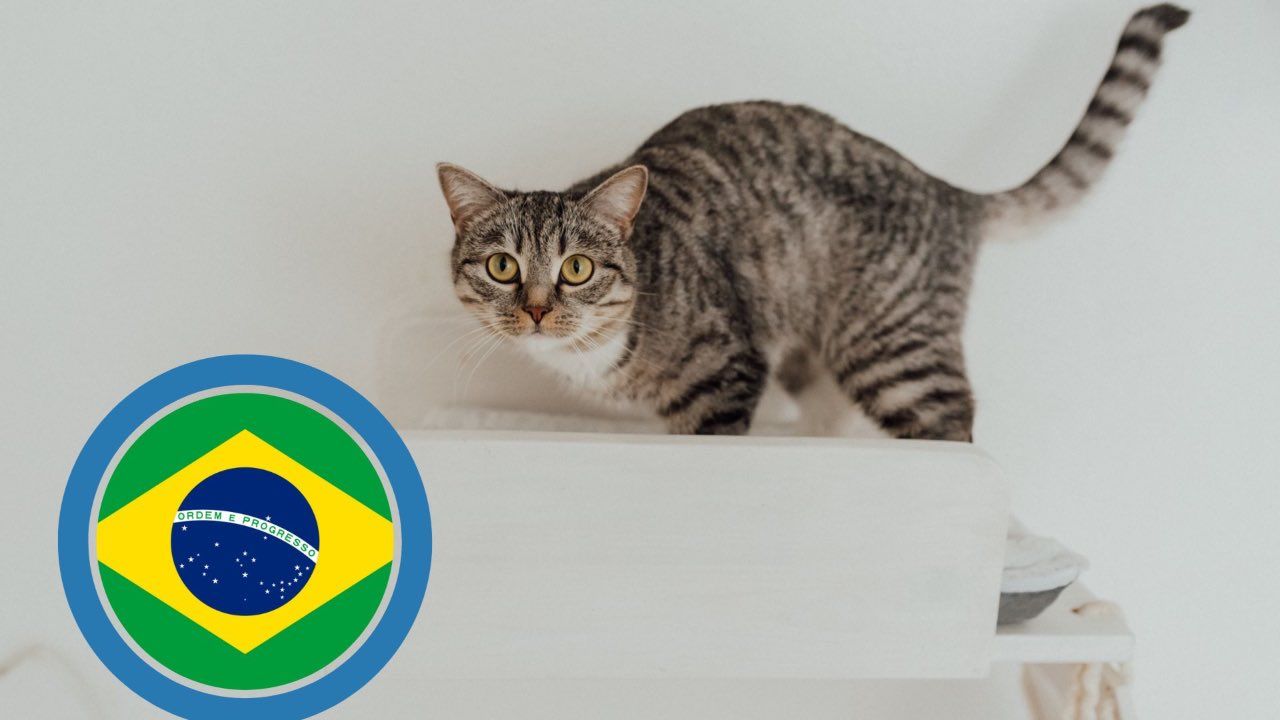 gatto scalpore mondiali