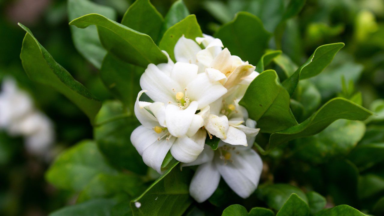 gelsomino periodo potatura