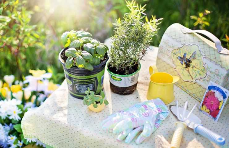 attrezzi giardinaggio piante