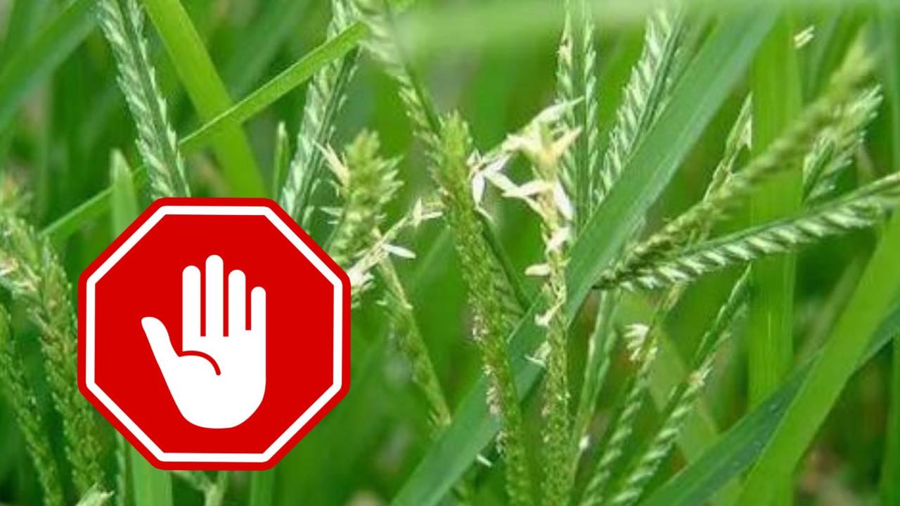 gramigna infestazione piante