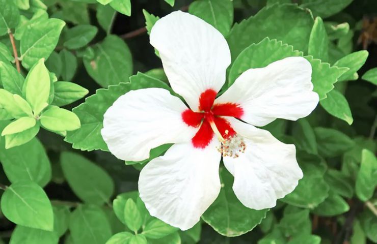 pianta ibisco petali
