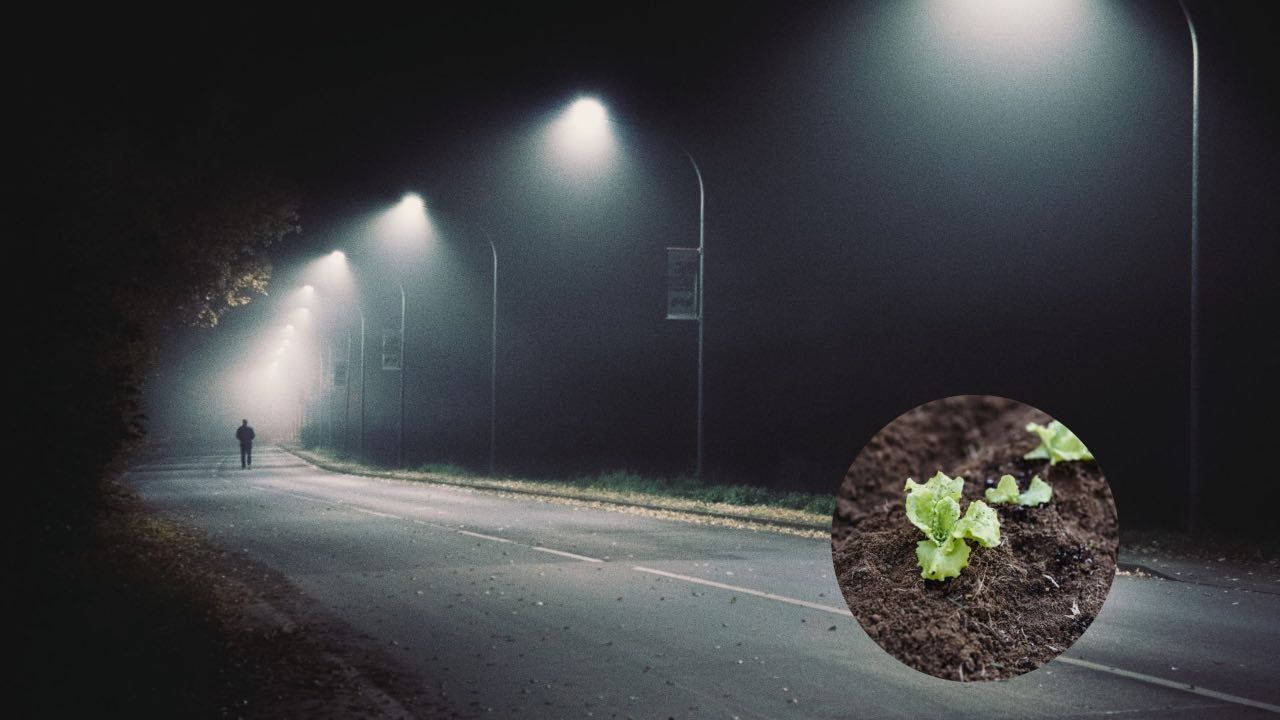 Scientific research will change history, revolutionizing plants that replace street lamps