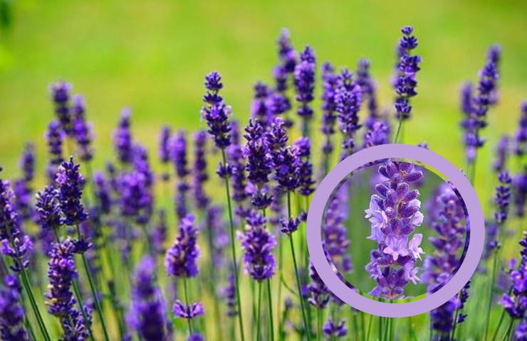 lavanda profumo lista