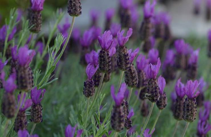 lavanda specie differenti