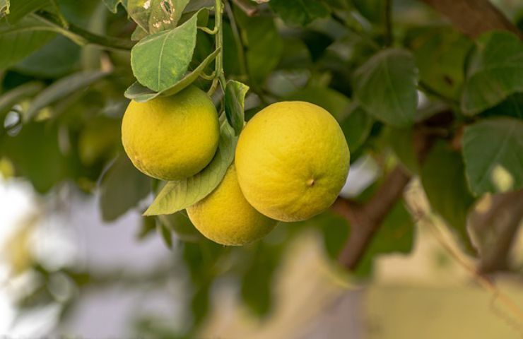 limoni gialli natura