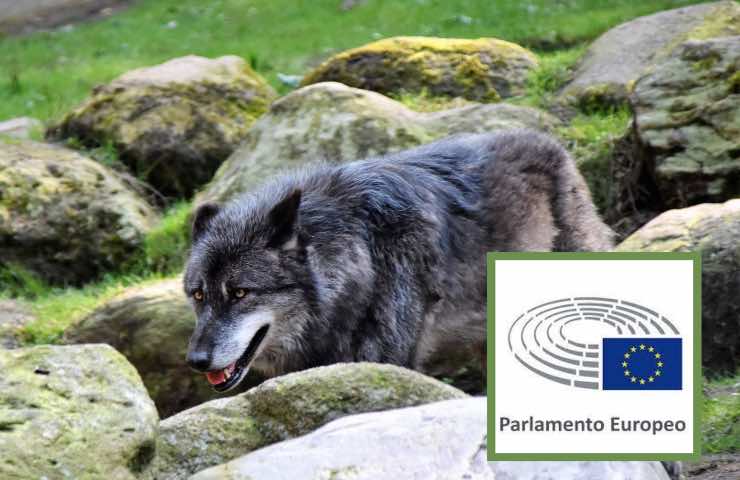 lupi italiani parlamento