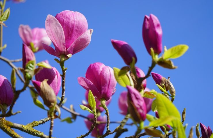 Magnolia denudata fiori
