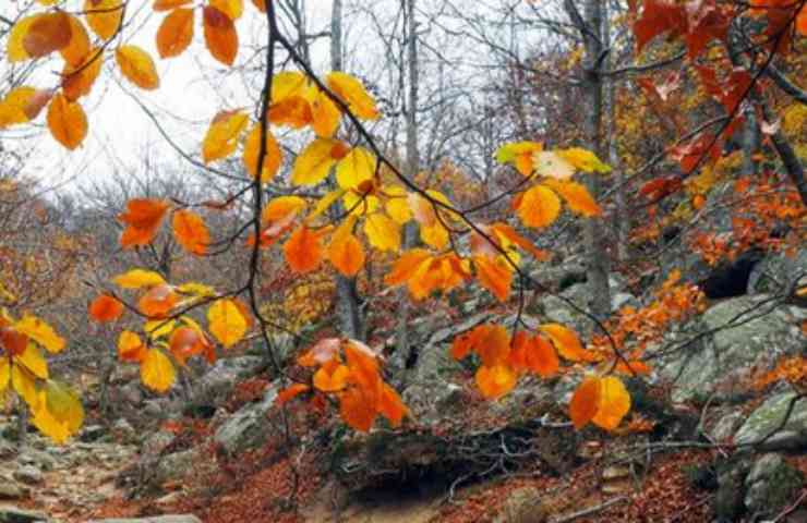 fogliame autunno riserva
