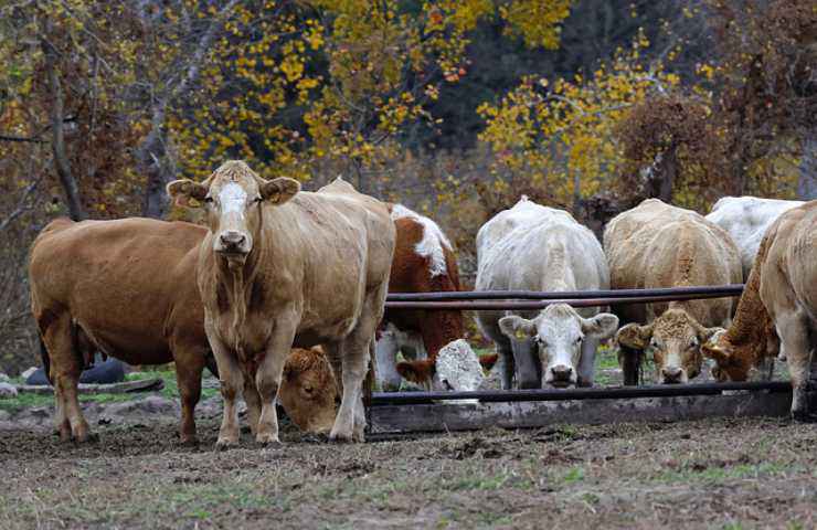 mucche bestiame animali