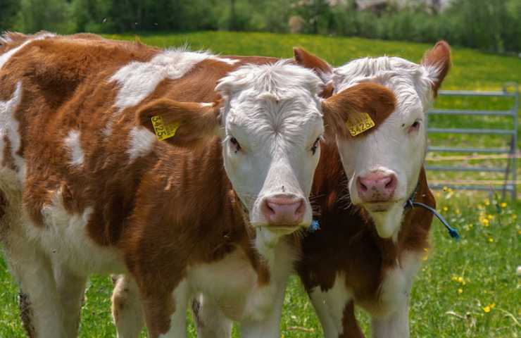 mucche bestiame fattoria