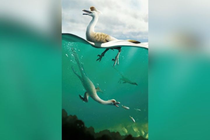 dinosauro-pinguino scoperta fossile sconvolto scienziati