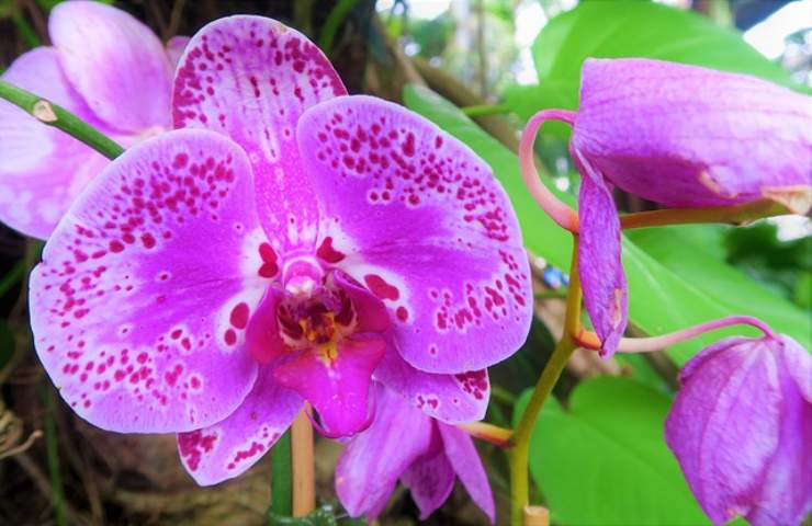 orchidea leggende sulla pianta diffusa mondo