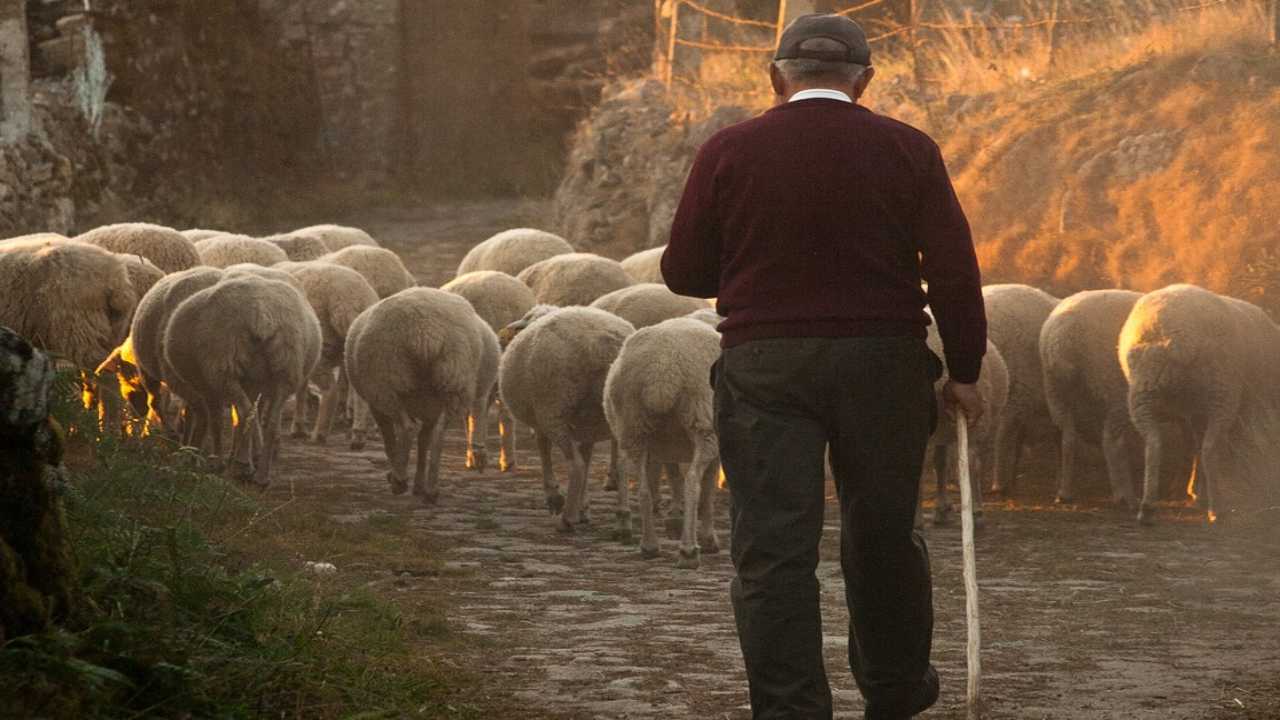 Italia ritornano pastori scuole tirocini guadagno cosa sapere questo lavoro
