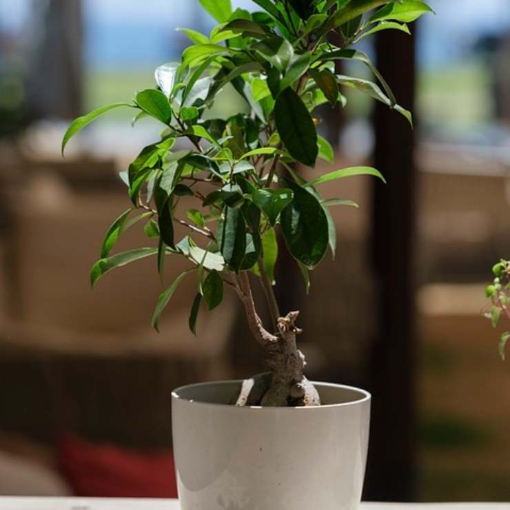 tutti i consigli utili per avere un Ficus Bonsai sano
