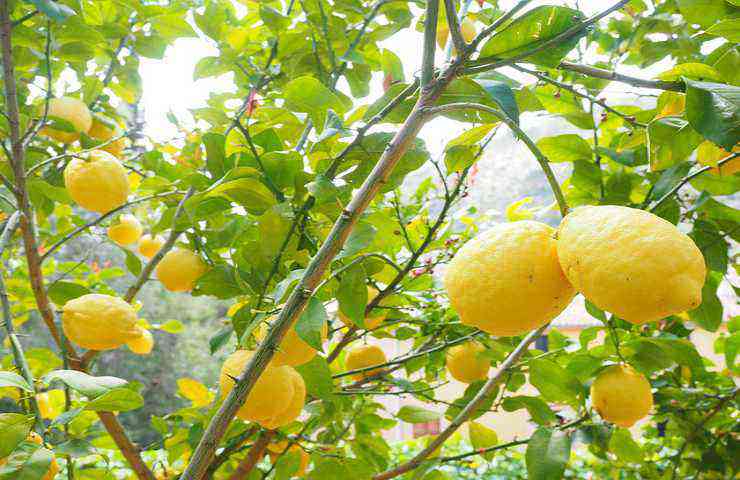 pianta limoni agrumi