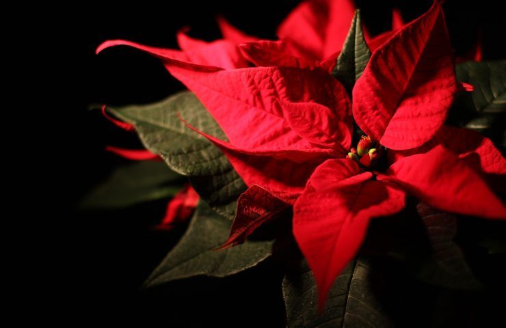 stella di natale consigli utili