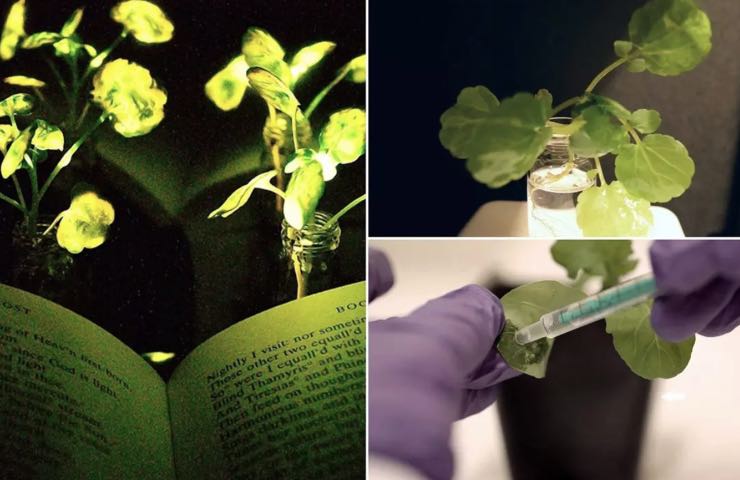 piante luminose studio mit