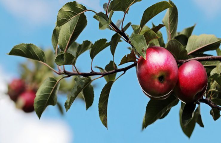 ramo albero melo