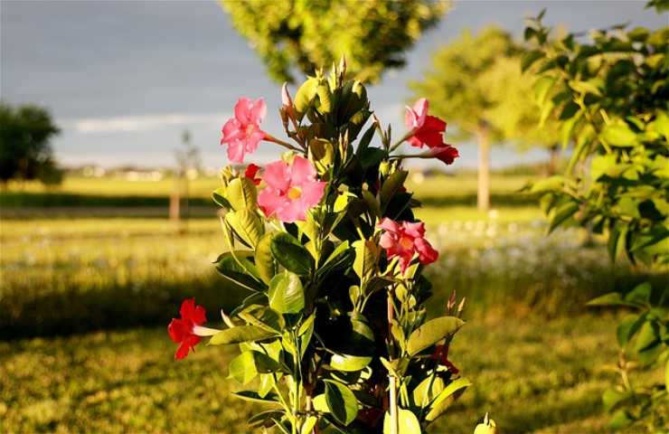 dipladenia potatura importante eseguirla questo modo non puoi sbagliare