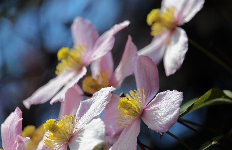 Potatura rose rosa