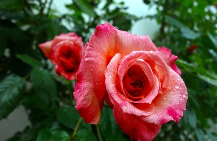 Potatura rose rampicanti