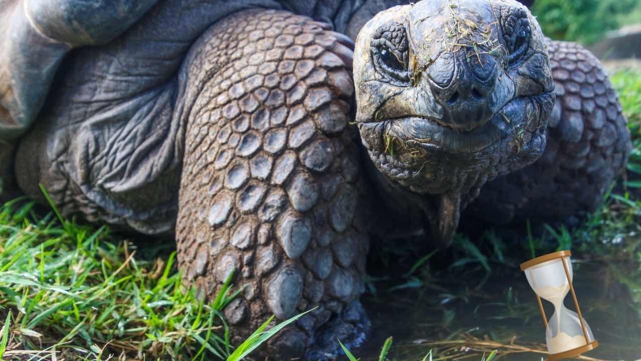 animali longevità classifica