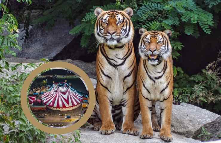 tigri maltrattamento circo