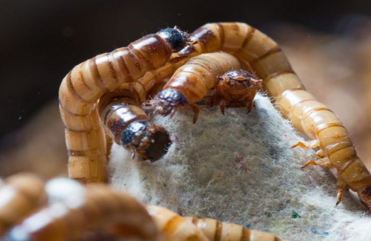 verme mangiaplastica realtà finzione scoperta sconcertante