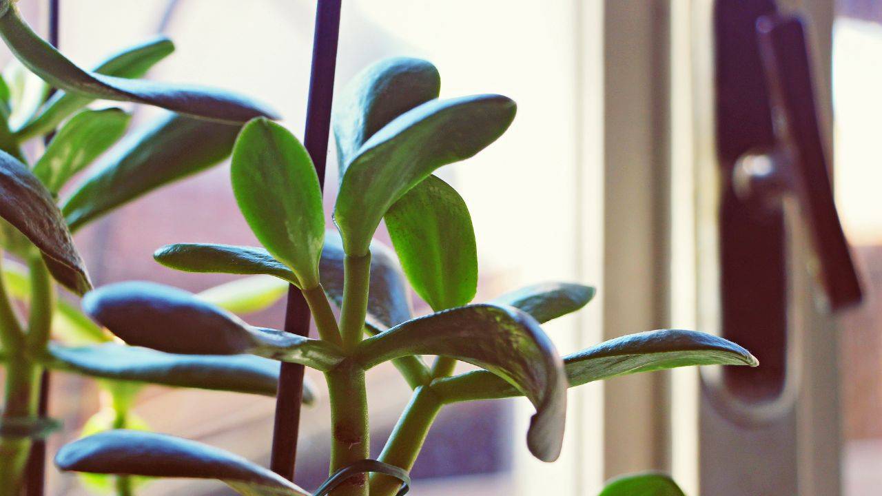 Foglie Albero giada problemi