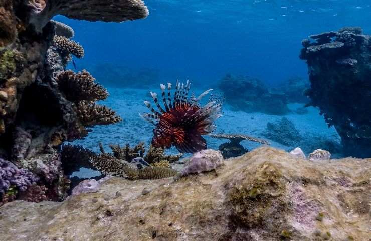 barriera corallina bellezza