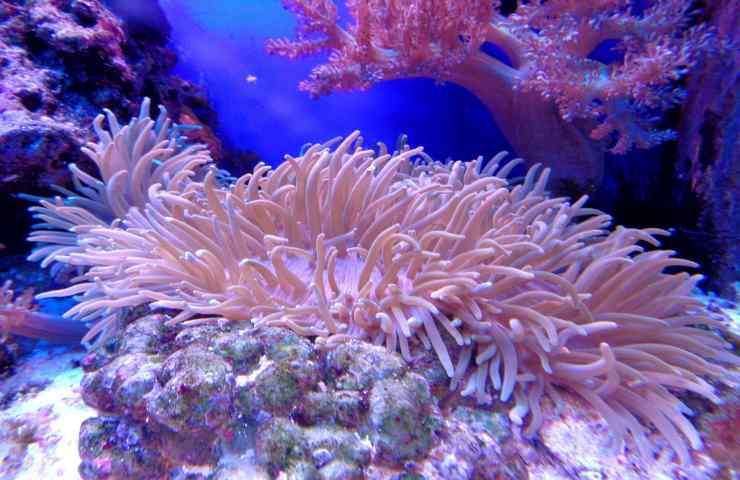 suono barriera corallina