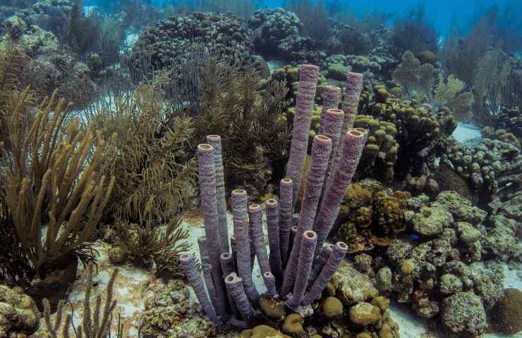 protezione barriere coralline
