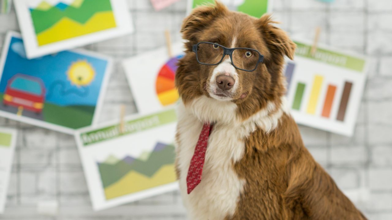 cane più intelligente mondo