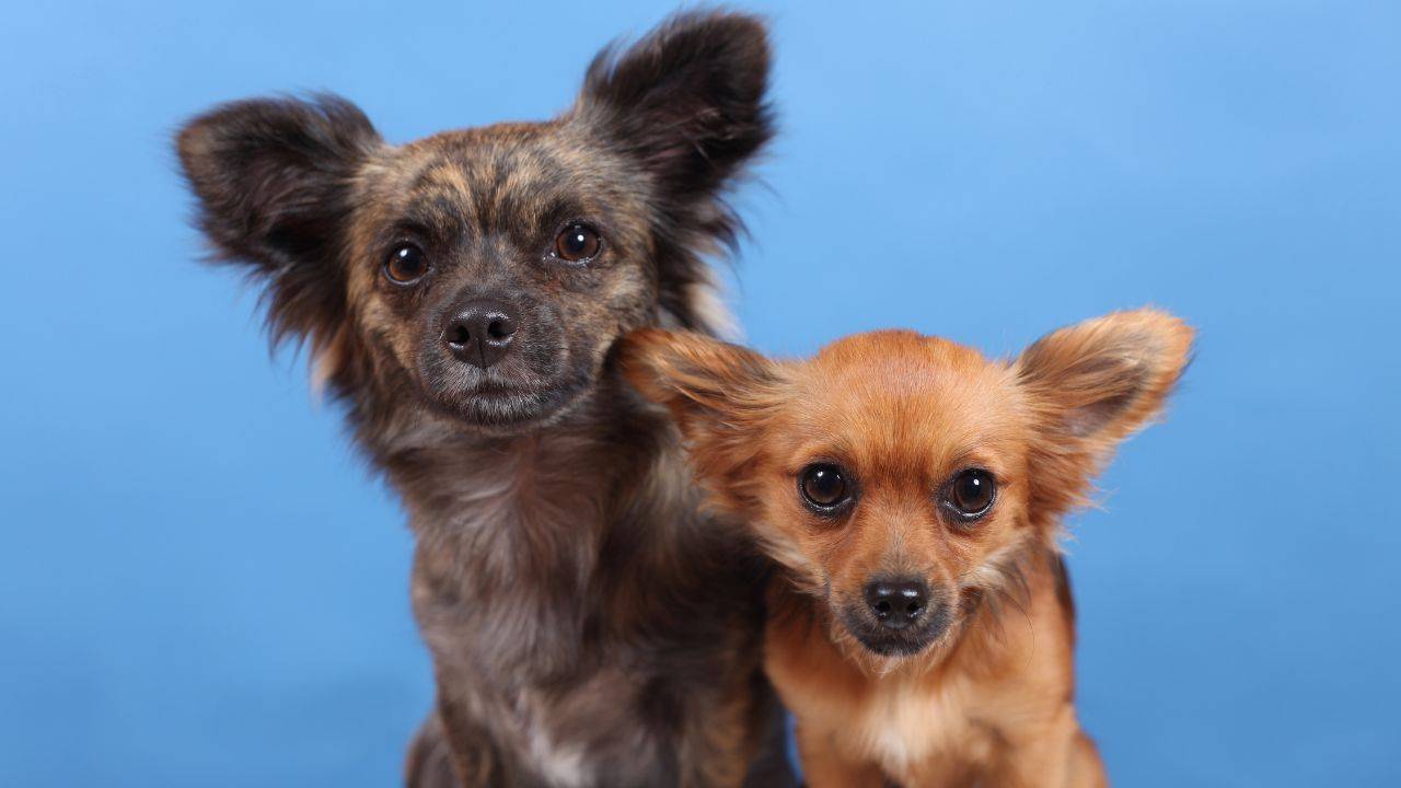 Cani piccola taglia aggressivi studio