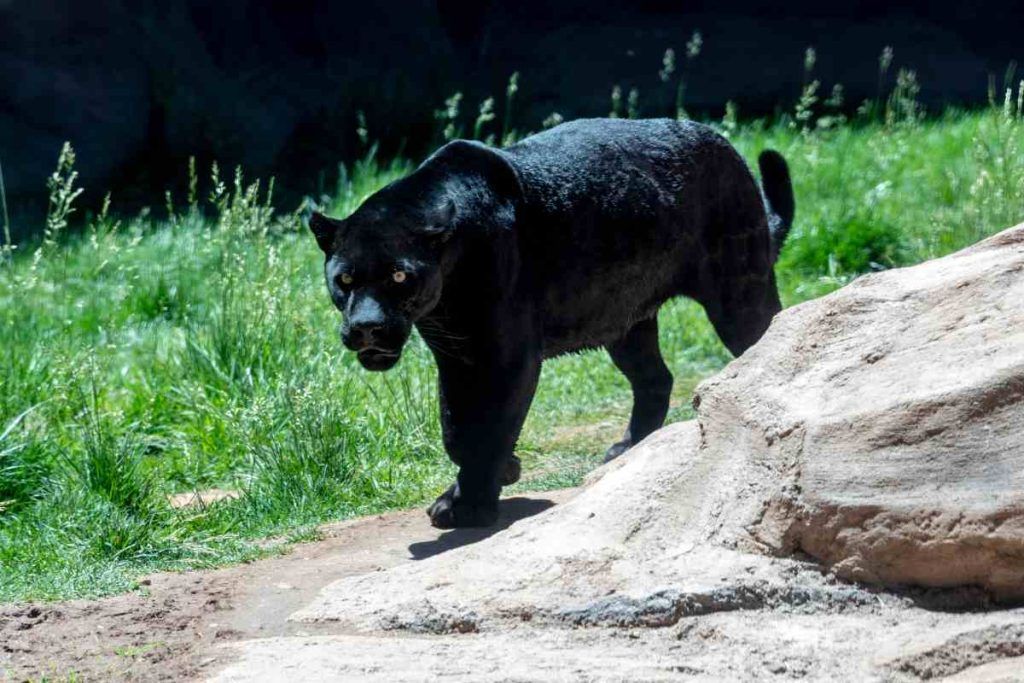 giaguaro-nero-uno-degli-animali-pi-rari-al-mondo