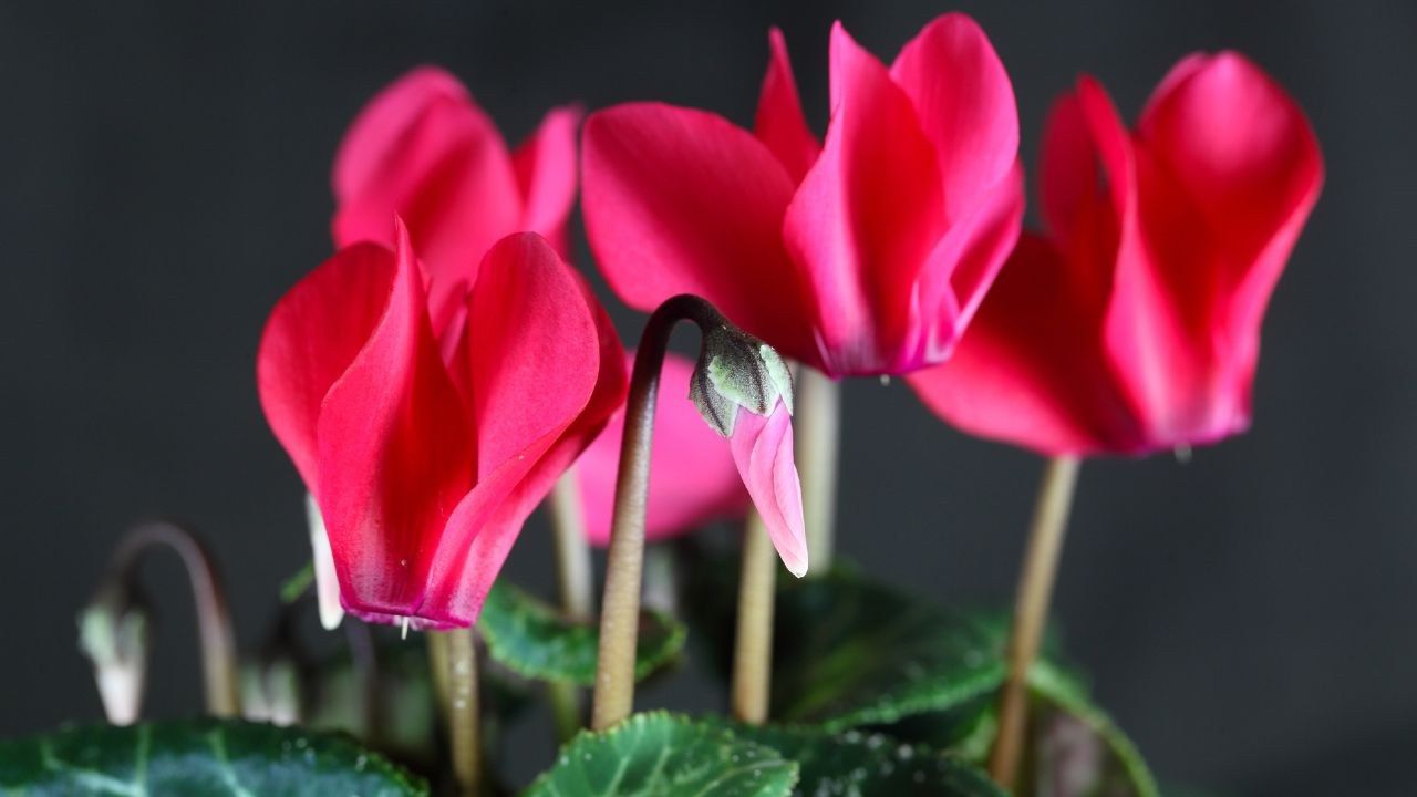 curare ciclamino appassito